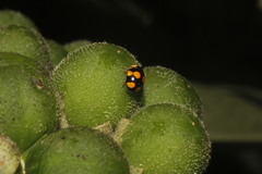 Brachiacantha decora