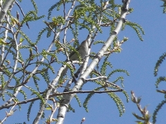 Phylloscopus collybita