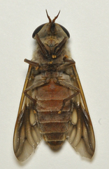 Tabanus sulcifrons