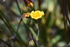 Osteospermum burttianum