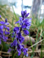 Polygala amara