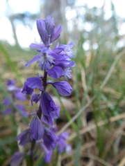 Polygala amara