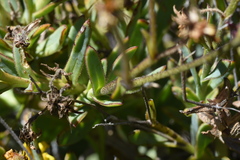 Osteospermum burttianum