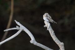 Hydropsalis climacocerca