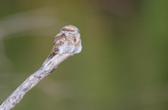Hydropsalis climacocerca