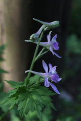 Angiospermae