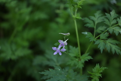 Angiospermae