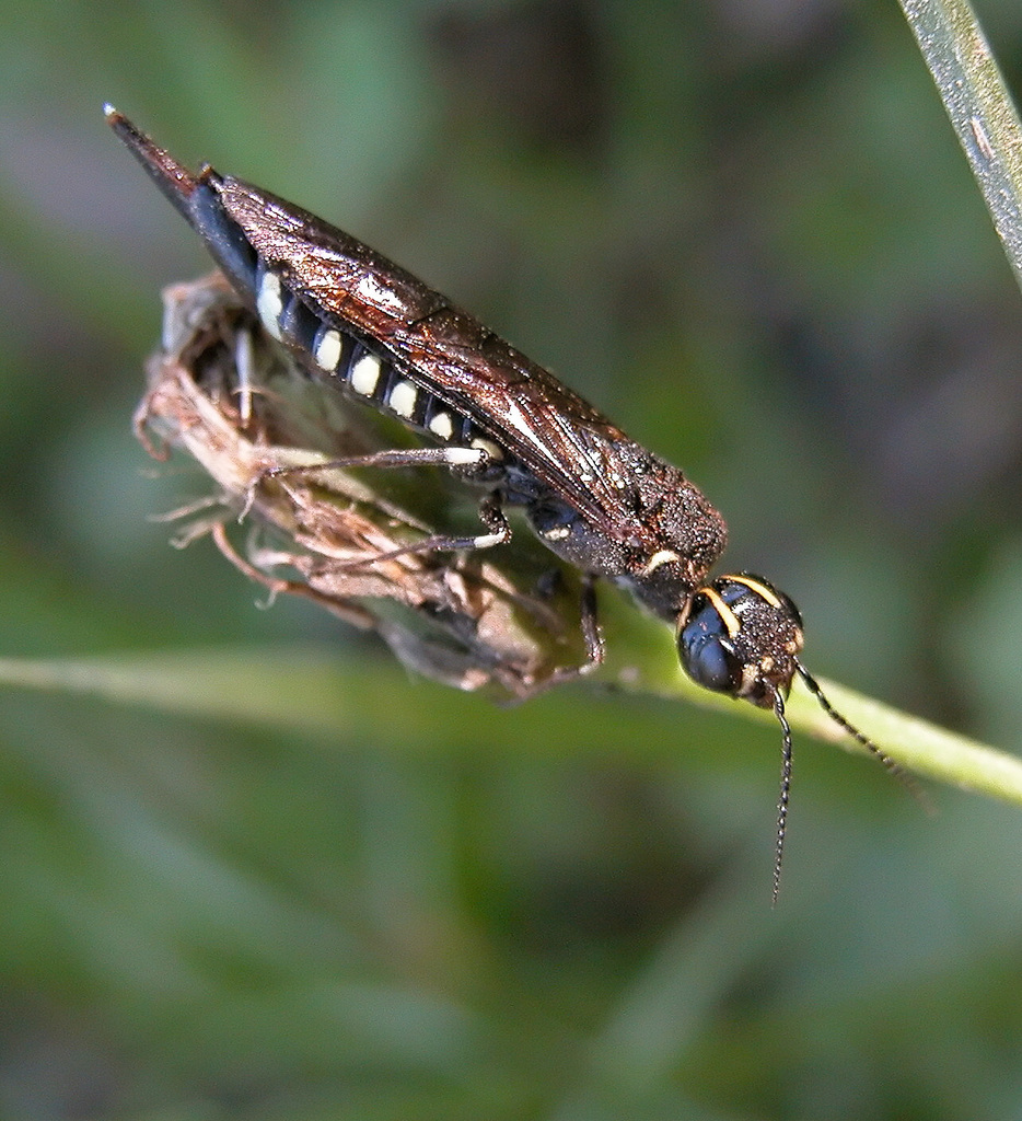 Xiphydrioidea