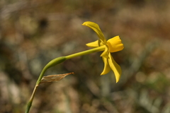 Narcissus assoanus