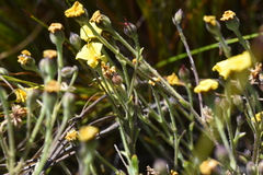 Osteospermum burttianum