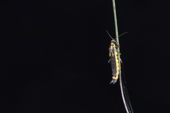 Ichthyurus nigripennis