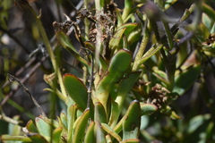 Osteospermum burttianum
