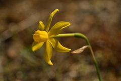Narcissus assoanus