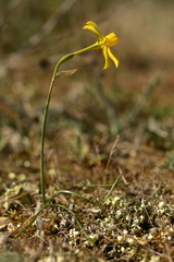 Narcissus assoanus