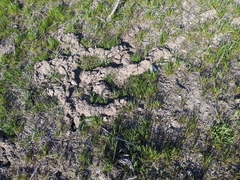Thomomys talpoides