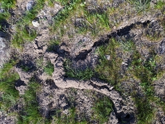 Thomomys talpoides