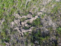 Thomomys talpoides