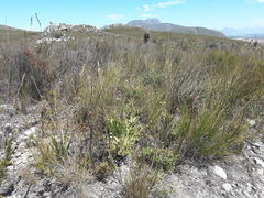 Osteospermum burttianum