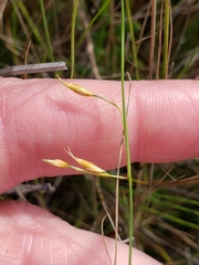 Rhynchospora oligantha
