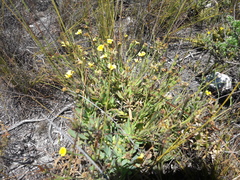 Osteospermum burttianum