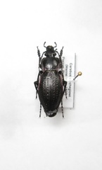 Carabus stscheglowi