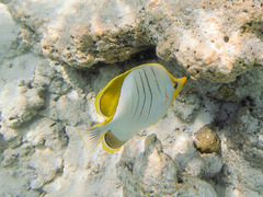 Chaetodon xanthocephalus