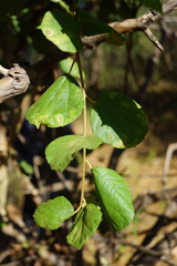 Cordia monoica
