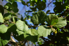 Cordia monoica