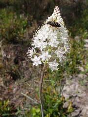 Stenanthium densum