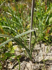 Stenanthium densum