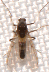 Cricotopus bicinctus