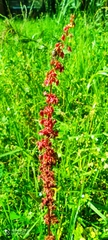 Rumex arcticus