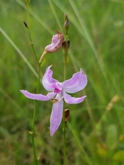 Calopogon pallidus