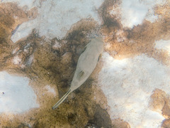 Arothron immaculatus