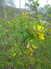 Hippocrepis emerus emerus