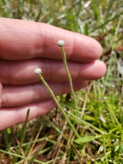 Lachnocaulon