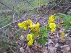 Hippocrepis emerus emerus