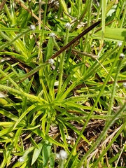 Lachnocaulon