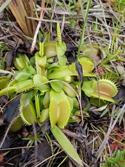 Image of Dionaea muscipula