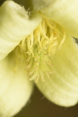 Clematis ochroleuca