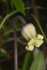 Clematis ochroleuca