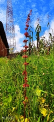 Rumex arcticus