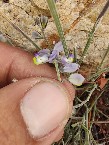 Image of Polygala magdalenae by (c) Abraham Sánchez Romero, some rights reserved (CC BY)