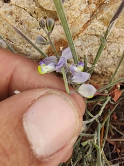 Polygala magdalenae