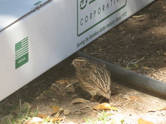 Coturnix