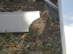 Coturnix