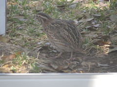Coturnix