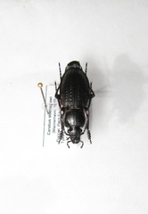 Carabus stscheglowi