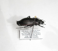 Carabus stscheglowi