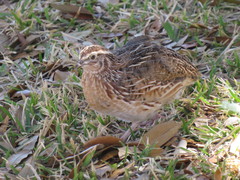 Coturnix